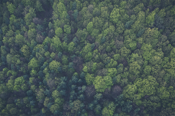 Aerial shot of trees by Markus Spiske